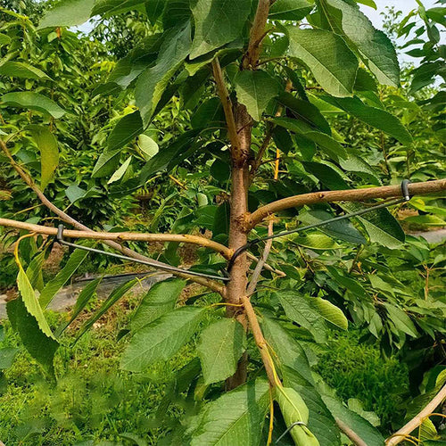 🍒Werkzeug zum Formen von Obstbäumen（40 Stück）